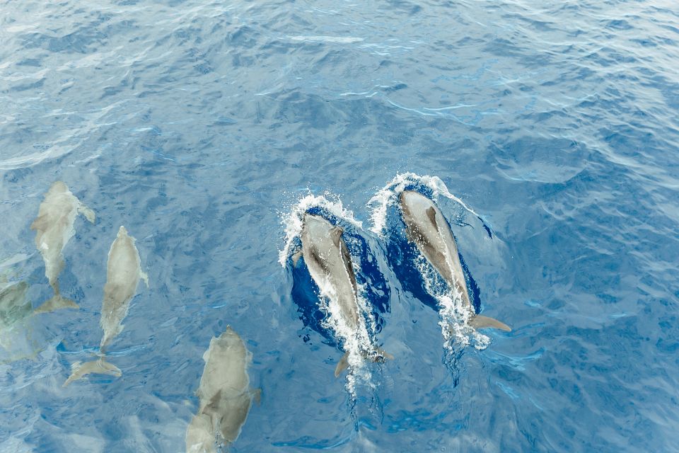 Costa Adeje: Whale & Dolphin Submarine Vision Mini Cruise - Experience Highlights