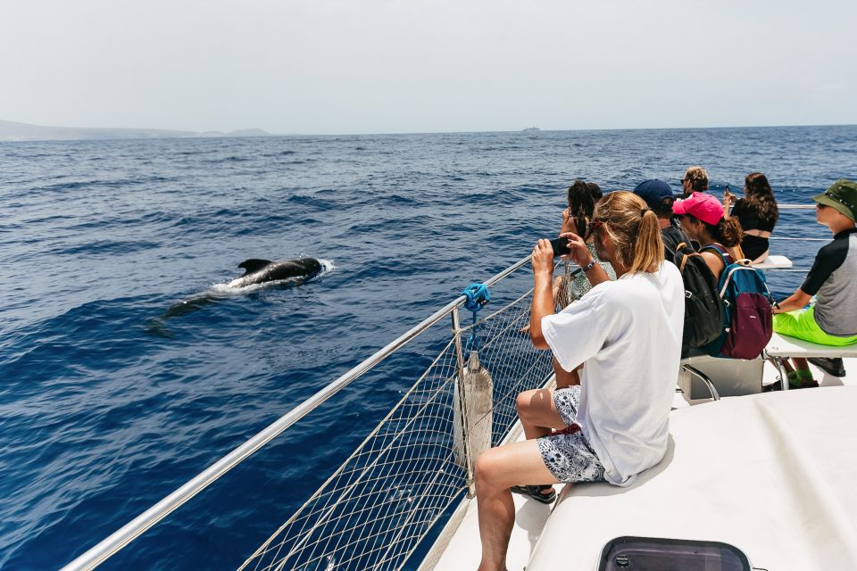 Costa Adeje: Whale Watching Catamaran Tour With Drinks - Tour Options and Itinerary