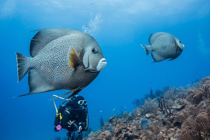 Costa Maya Two-Tank Dive For Certified Divers - Safety Guidelines