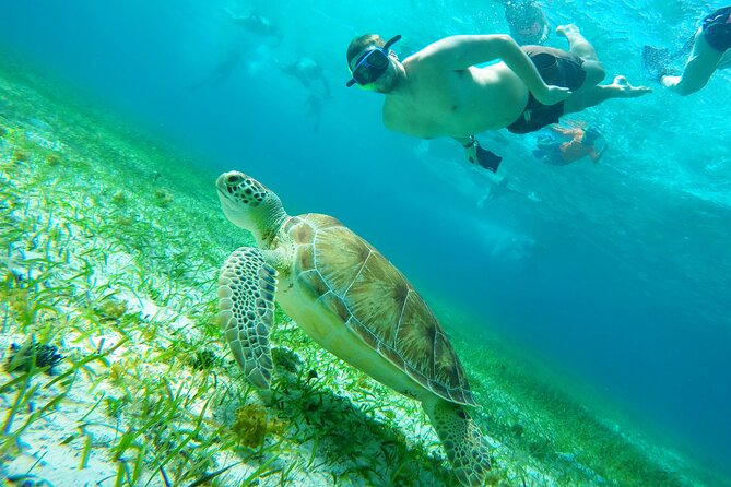 Cozumel Snorkeling Tour: Starfish, Stingrays and the Turtle Bay Experience - Cancellation Policy