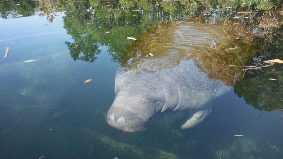 Crystal River: Manatee Viewing Cruise - Highlights