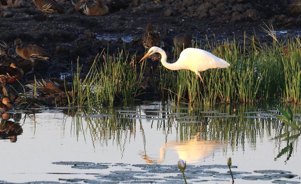 Darwin: Fogg Dam Wetlands Sunset & Humpty Doo Hotel Tour - Itinerary