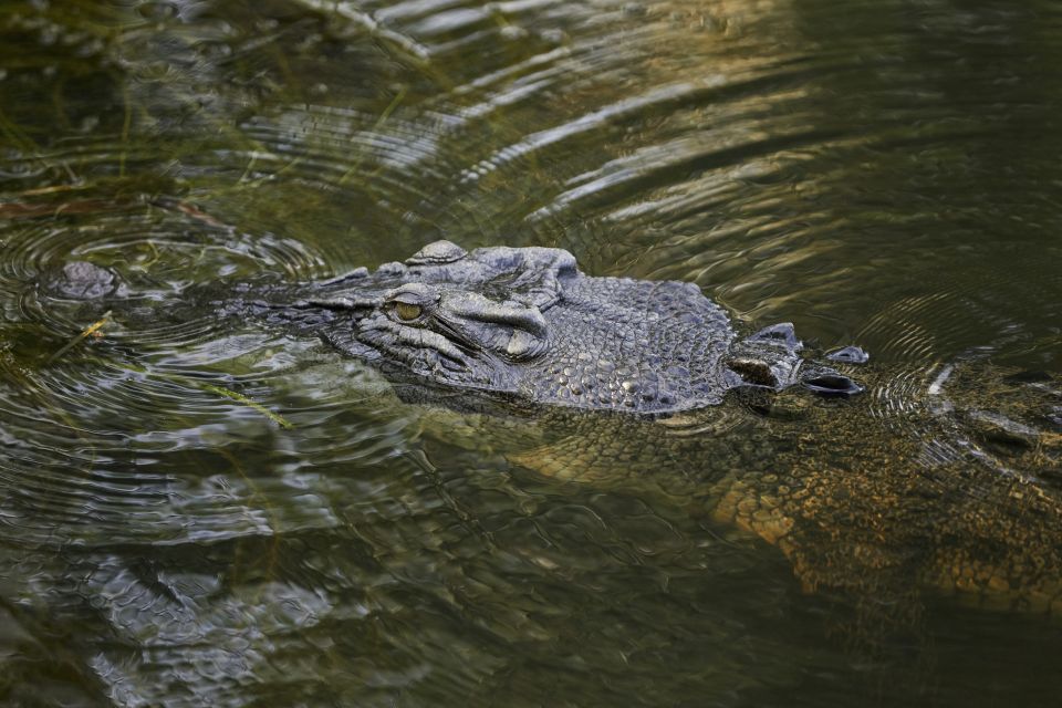 Darwin: Jumping Crocodile Cruise - Highlights