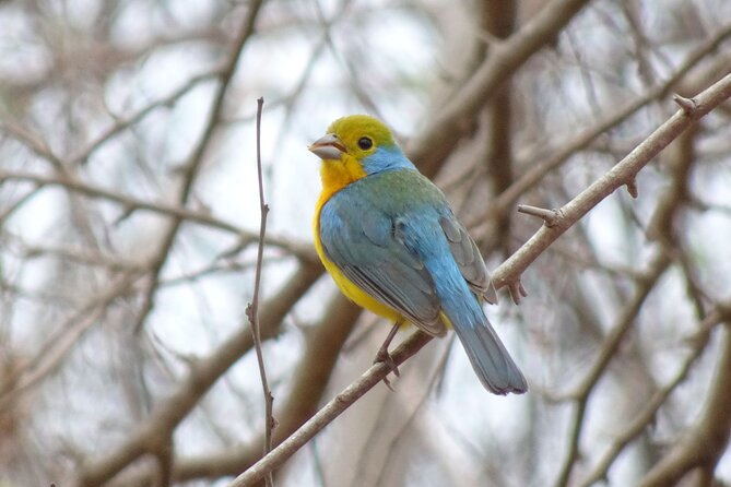 Desembocada and Ameca River Bird Paradise (Wetland and Tropical Birds in Pv) - Ecosystem Exploration