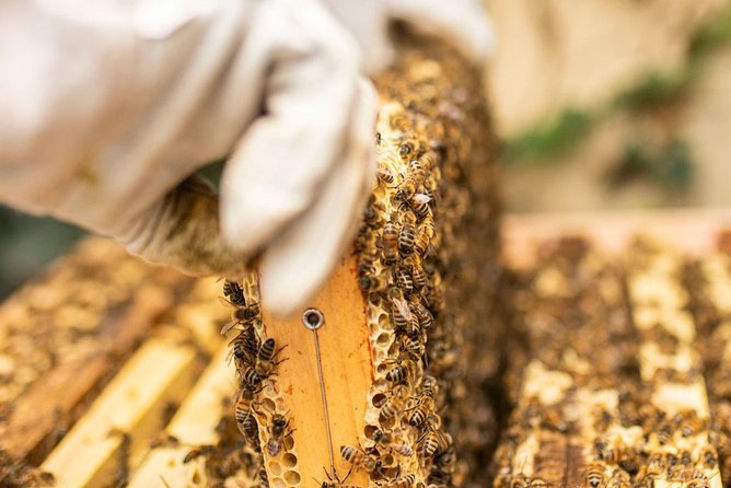 Discover Active Beehives in London - Best Time to Visit