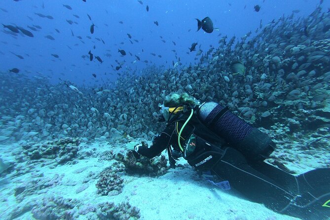 Discover Scuba Diving Adventure in Dubai With Private Transfer - Pricing Information and Options