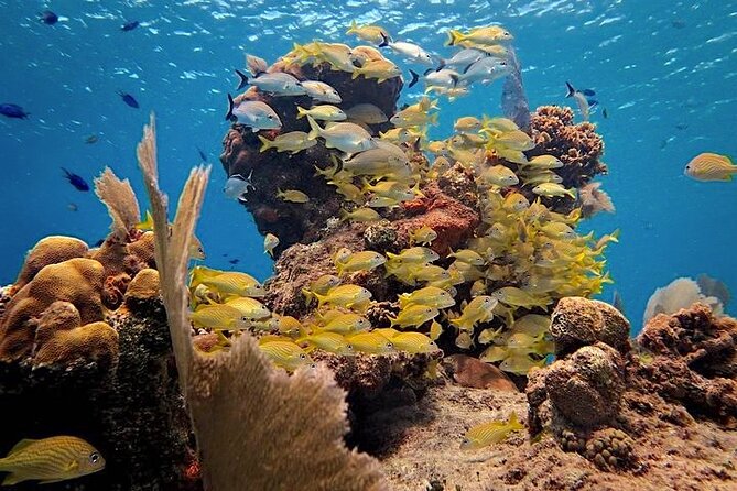 Discover Scuba Diving in Cozumel Paradise Reef - Cancellation Policy