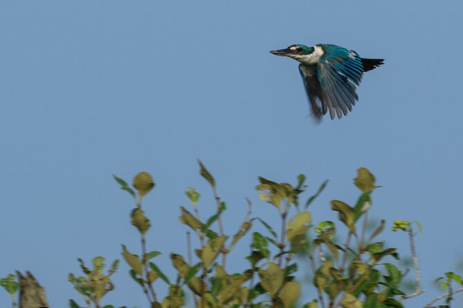 Discover Sundarbans Wildlife in Mangroves Same Day From Kolkata - Viator Reviews: Traveler Feedback Insights