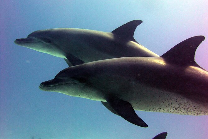 Dolphin House Royal VIP Snorkeling Sea Trip, Lunch, Water Sports - Hurghada - Included Services