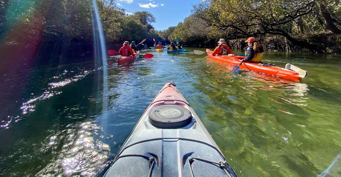 Dolphin Sanctuary and Ships Graveyard Kayak Tour - Tour Experience