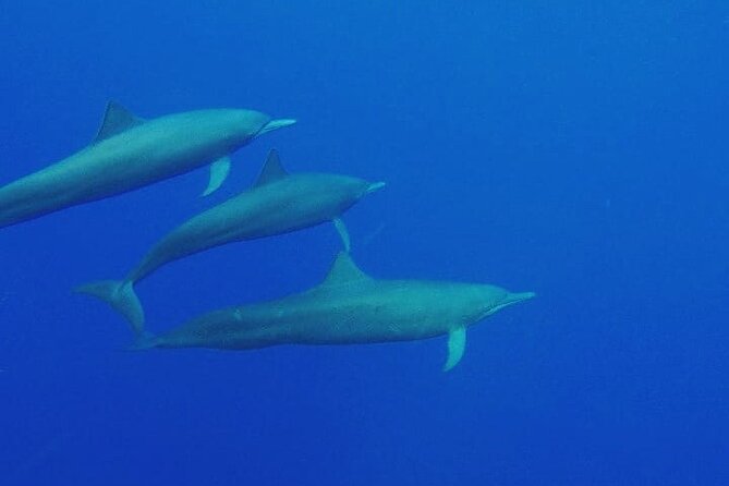 Dolphin Watching in Puerto Escondido - Booking Information