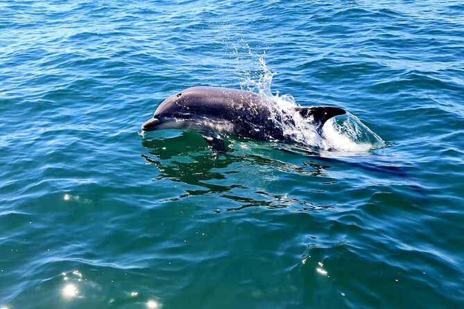 Dolphin Watching in Sesimbra - Boat Tour Options Available