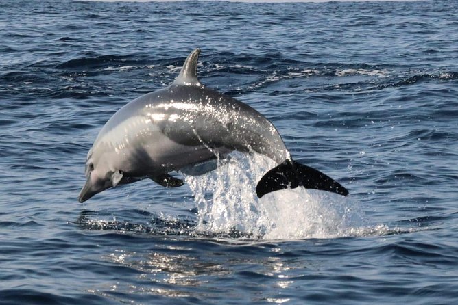 Dolphin Watching - Tour Expectations