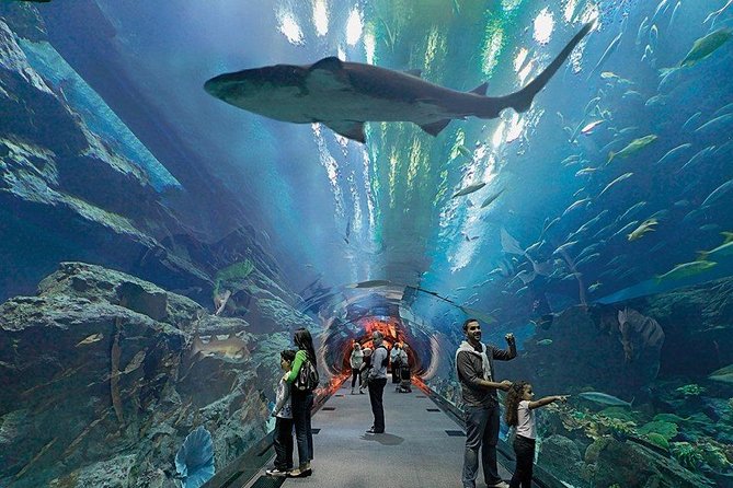 Dubai Aquarium and Underwater Zoo Combo With Sharing Transfer - Overview of the Experience