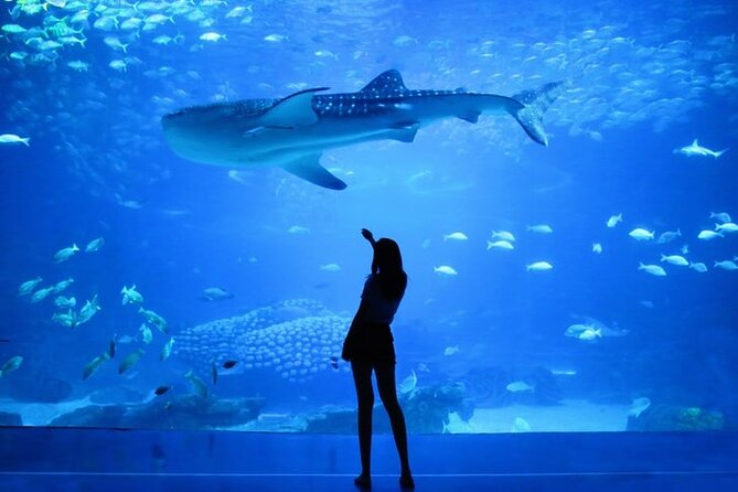 Dubai Aquarium And Underwater Zoo Tickets At Dubai Mall - Booking Process and Availability Check