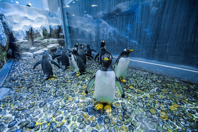 Dubai Aquarium With Penguin or Otter or Crock or Ray Encounter - Booking Requirements and Restrictions