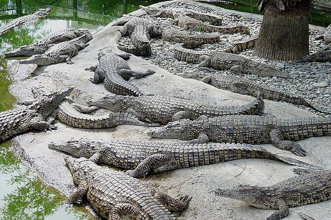 Dubai Crocodile Park Ticket With Transfers - Additional Accessibility Information