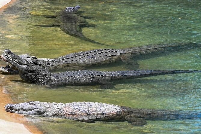 Dubai Crocodile Park - Activity Details