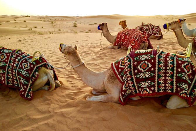 Dubai Evening Desert Safari and Camp With Dinner - Indulge in a Delicious Dinner Buffet