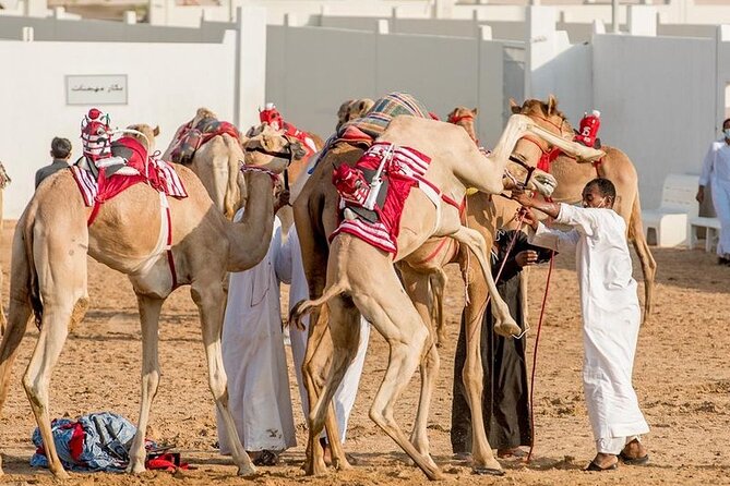 Dubai Royal Camel Race With Prime Seats & Short Camel Ride - VIP Experience Inclusions