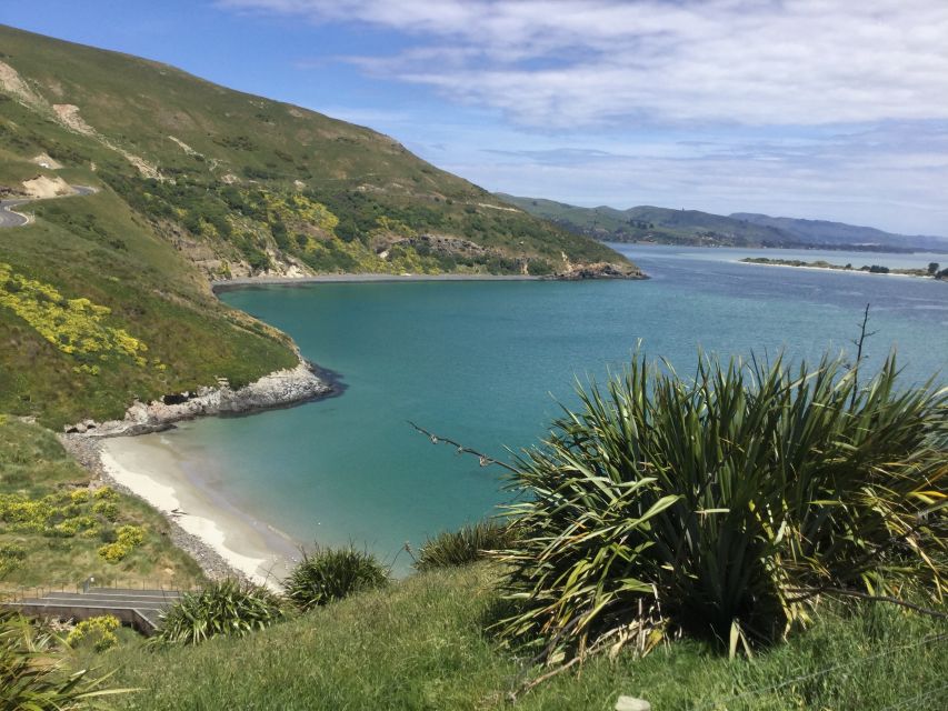 Dunedin: City Highlights and Otago Peninsula Scenery - Otago Peninsula Discovery