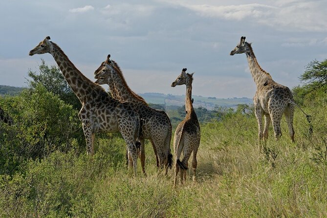 Durban Shore Excursion: Private Small Group Tala Game Reserve - Additional Information