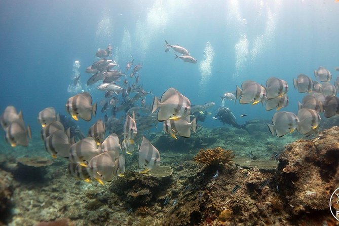 Easy Fun Scuba Dive in El Nido - Equipment Provided