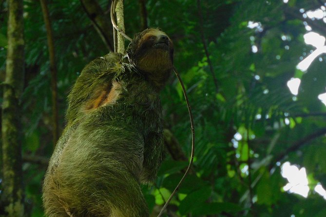 Ecogarden Arenal Sloth Tour - Wildlife Spotting Opportunities