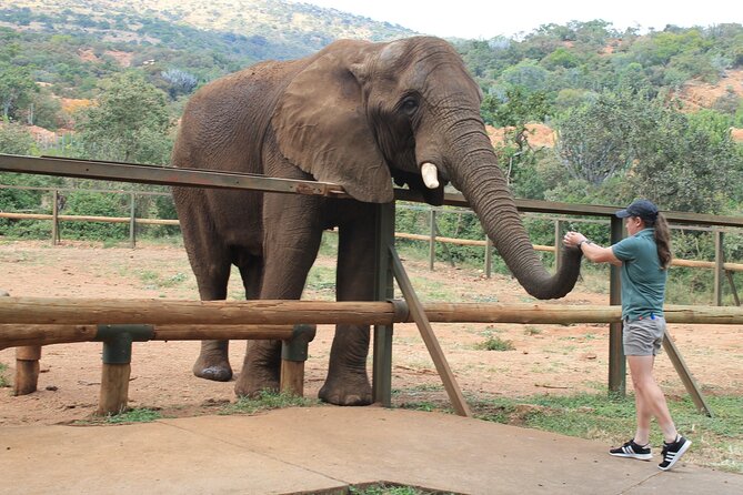 Elephant Sanctuary Tour From Johannesburg - Transportation Details