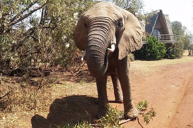 Elephant Walk Guided Half Day Tour From Johannesburg - Traveler Feedback