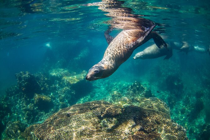 Espiritu Santo Island Snorkel & Sea Lion Adventure - Lunch at Ensenada Grande