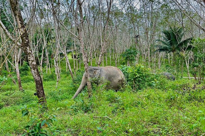 Evening Guide Tour to Khaolak Elephant Sanctuary Free 1 Cocktail - Cocktail Inclusion