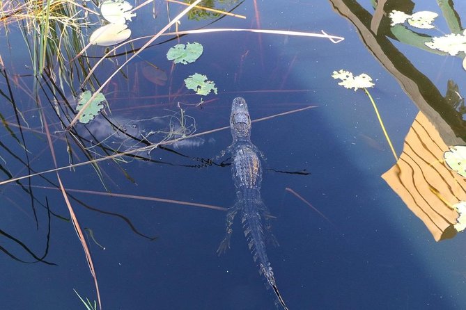 Everglades Airboat Safari Adventure With Transportation - Customer Experiences