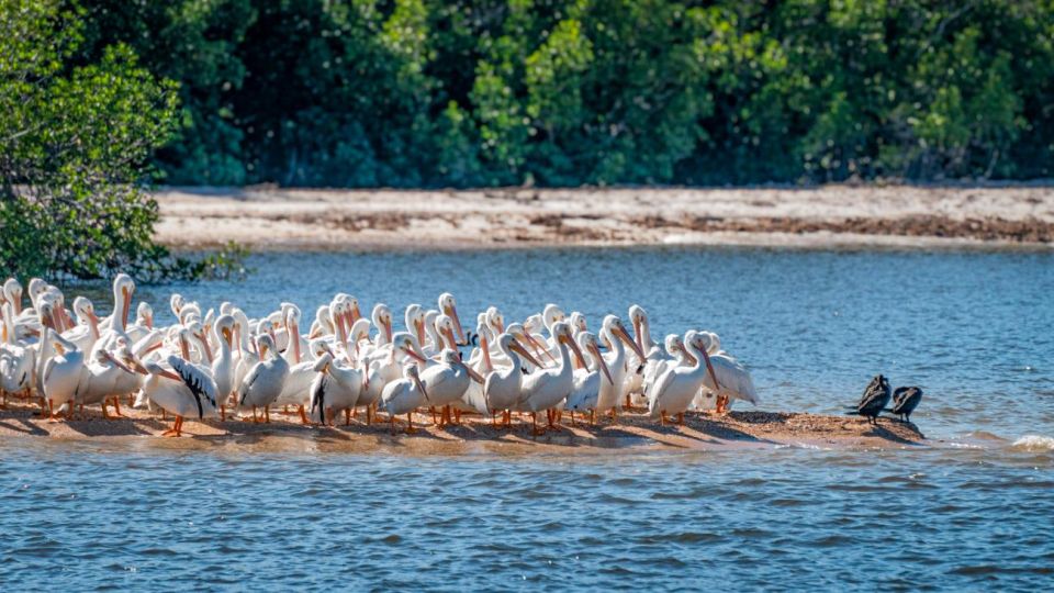 Everglades National Park: Pontoon Boat Tour & Boardwalk - Accessibility & Cancellation Policy