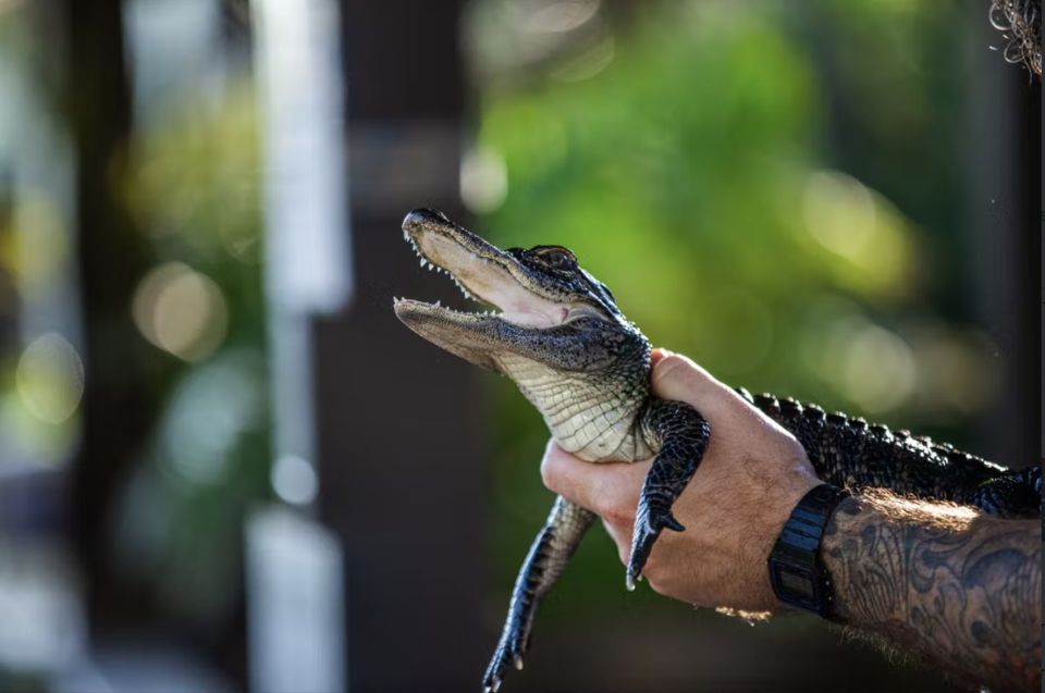 Everglades: Sawgrass Park Reptile Exhibit Private Tour - Tour Preparation Tips