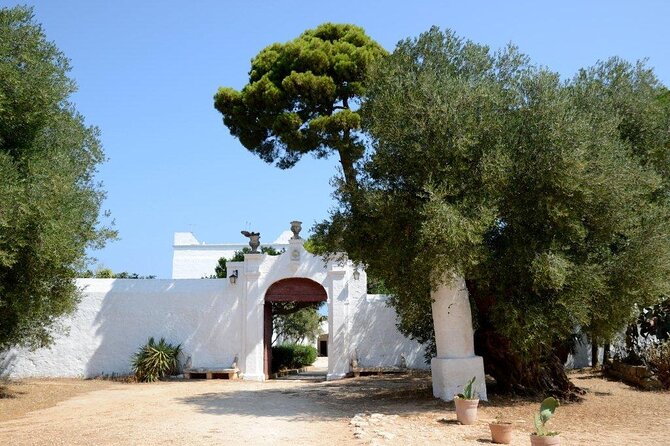 EVO Oil Tasting at a Masseria in Ostuni - EVO Oil Production Process