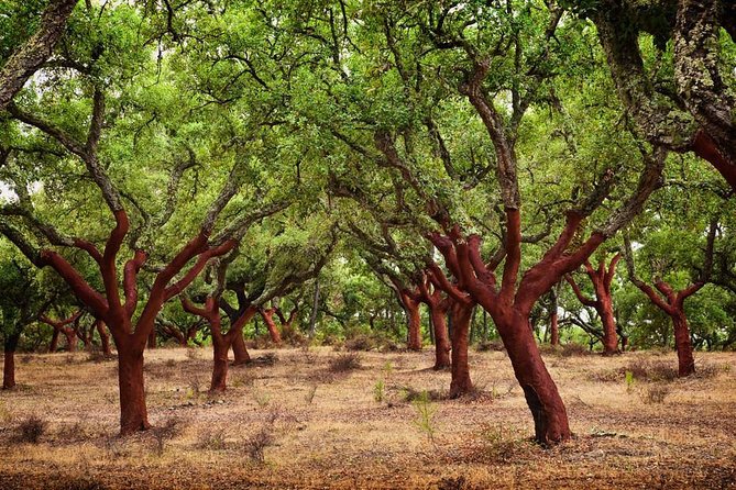 Évora Tour - the Heart of Alentejo Region - Small-Group Tour Details