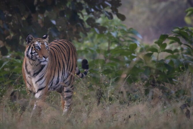 Exclusive Bandhavgarh Tiger Safari - Pickup Details