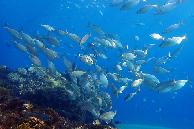 Experience 2-Hour Guided Snorkelling in Costa Teguise Lanzarote - Additional Information and Cancellation Policy