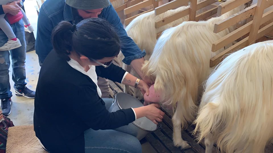 Experience With Girgentan Goats in Agrigento - Activity Provider and Duration