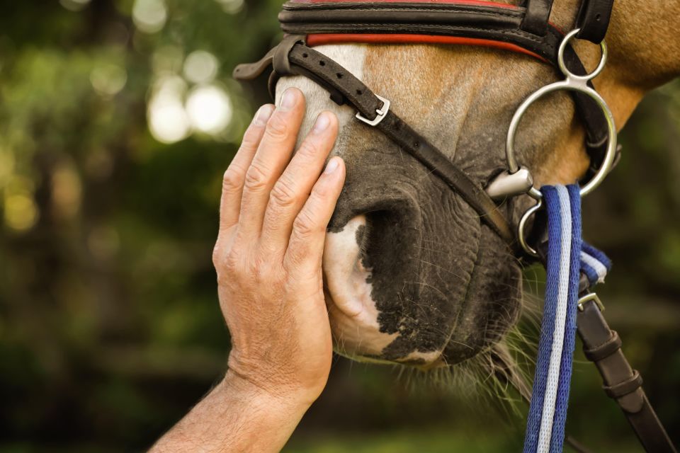 Experience With the Horses: Care, Learning and Dressage - Connect With Nature and Beauty