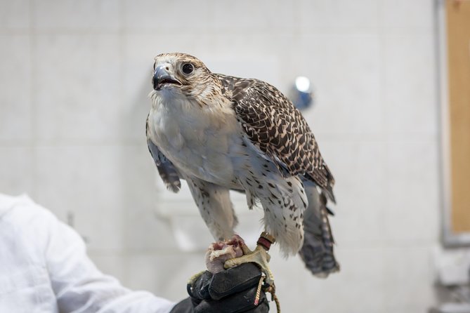 Falcon Hospital Tour With Hotel Pick up & Drop off - Booking Process Details