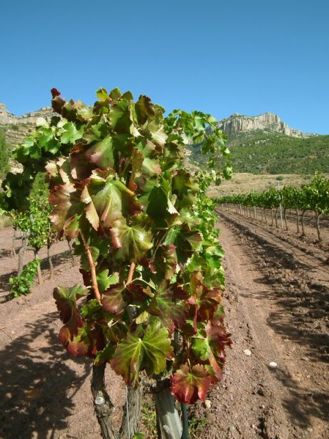 Falset: Guided Wine Tour to the Priorat by a Local - Wine Tasting Experience