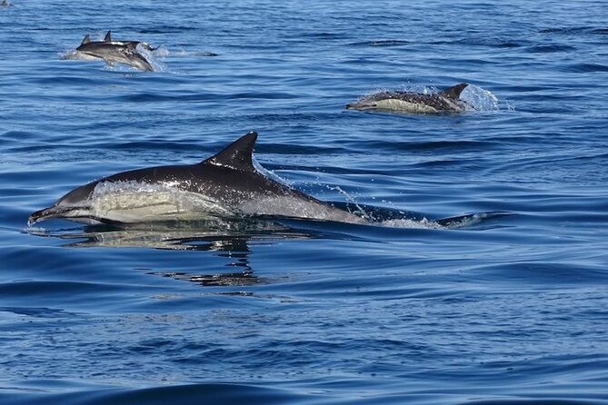 Faro Small-Group Marine Wildlife Cruise - Traveler Reviews