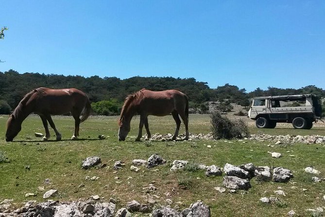 Feel and Taste Island Brac With Local Experts - Island Adventure to Remember - Vidova Gora Viewpoint Visit