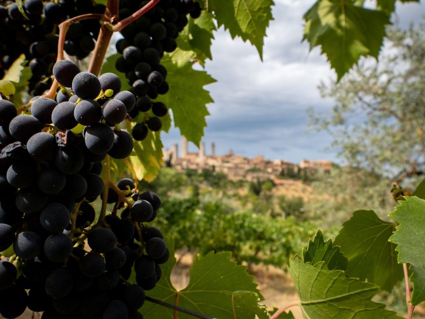 Florence or Bologna: 2 Cellar Tours in Chianti With Lunch - Highlights