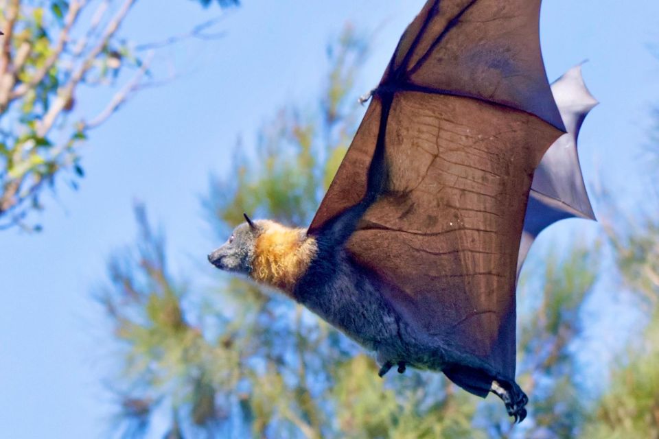 Flying Fox Tour: Australias Largest Bats - Tour Highlights