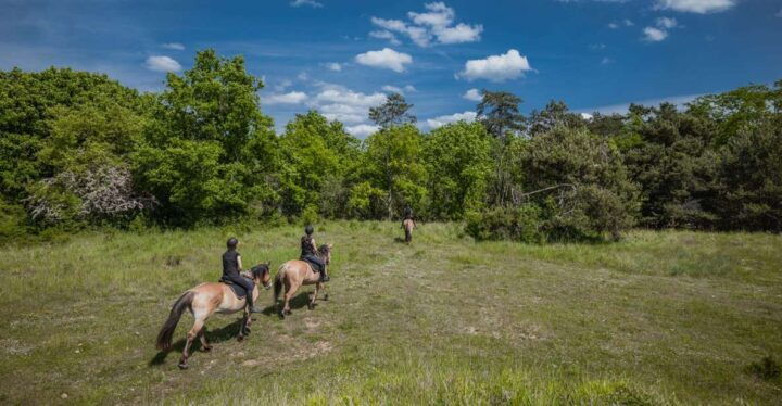 Fontainebleau : Horse-riding, Gastronomy & Château - Day Itinerary