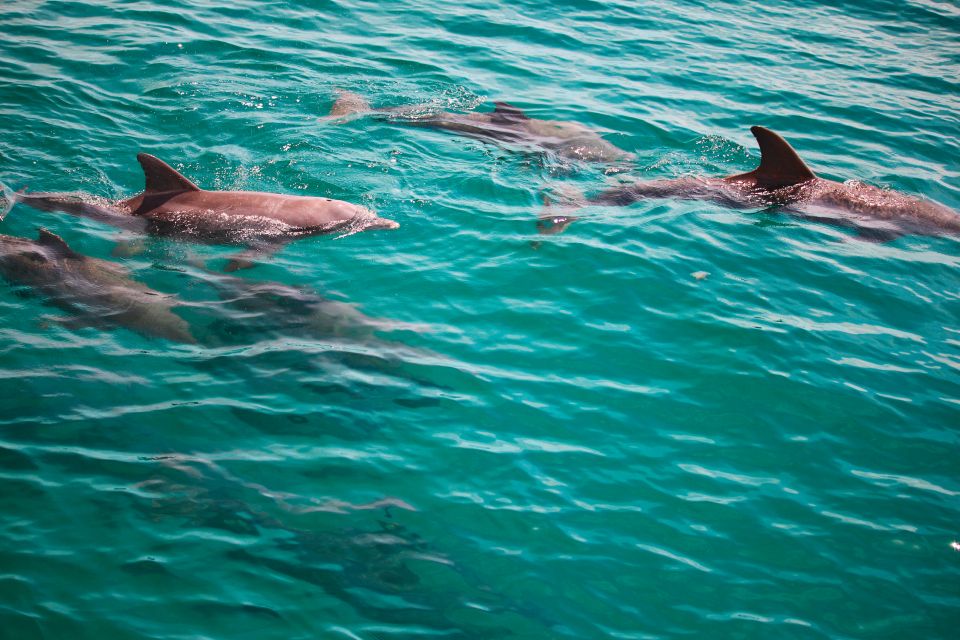 Fort Walton Beach: Morning Dolphin Cruise With Snorkel Stop - Experience Highlights