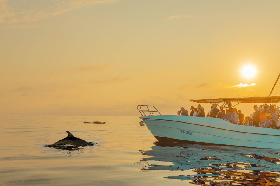 From Alcudia: Sunrise Dolphin Watching Boat Tour - Highlights